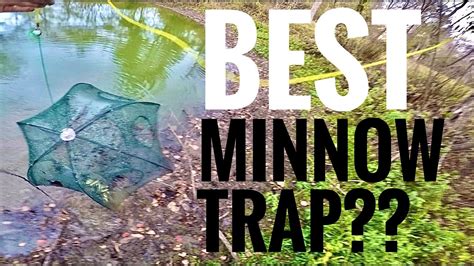 Catching minnows made easy with the magic bait minnow trap